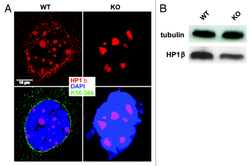 Figure 9. Nesprin-2 Giant associates with heterochromatic DNA and affects the localization of HP1β. (A) HP1β staining in WT and Nesprin-2 KO fibroblasts. mAb K56–386 was used to recognize Nesprin-2 Giant and DAPI to stain the nucleus (*p < 0.01 and **p < 0.001). (B) protein gel blot analysis showing the expression of HP1β in WT and KO.