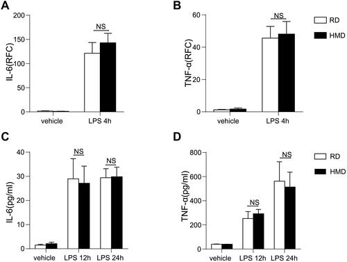 Figure 4 LPS stimulated macrophages activation showed no significant differences from HMD and RD fed mice. (A, B) mRNA expression of IL-6 and TNF-α in LPS-stimulated peritoneal macrophages isolated from RD and HMD group of mice. (C, D) Supernatant levels of IL-6 and TNF-α in LPS-stimulated peritoneal macrophages isolated from RD and HMD group of mice. (E) The data are shown as means ± SEM.