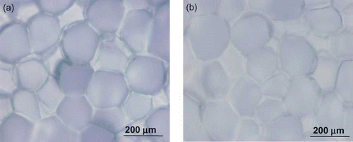 Figure 7 Microscopic images of water chestnut: (a) untreated sample and (b) treated sample heated at 80°C. (Color figure available online.)
