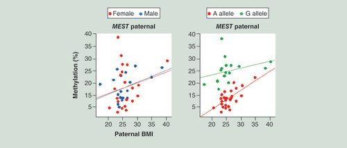 Figure 2.  Effect of paternal BMI on paternal MEST allele methylation.The left diagram shows identical BMI effects on paternal allele methylation in female and male FCBs. The right diagram displays the impact of the underlying genetic variation (A vs G SNP) on paternal MEST methylation.FCB: Fetal cord blood.