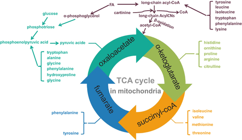 Figure 1 Tricarboxylic acid cycle—three metabolic hubs.
