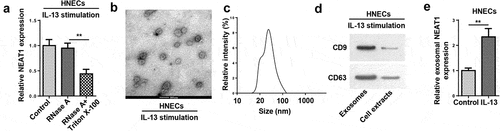 Figure 3. Extracellular NEAT1 was transferred via incorporation in exosomes in HNECs. (a) The expression of NEAT1 was detected by RT-qPCR after cells were treated with RNase A or RNase A + 0.1% Triton X100 for 30 min. (b) The exosomes images secreted by IL-13-treated HNECs were showed by TEM scanning. (c) Size distribution of exosomes ranged from 30 to 120 nm. (d) The levels of exosomal marker proteins CD9 and CD63 were measured by Western blot in HNECs. (e) RT-qPCR analysis showed the expression of NEAT1 in exosomes extracted from IL-13-treated HNECs cells. **P < 0.01