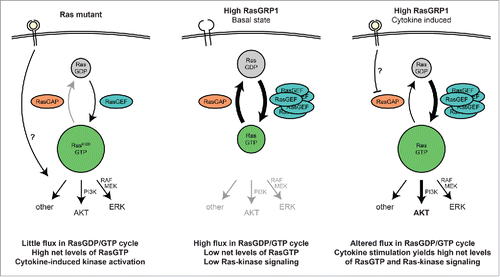 Figure 1. Schematic comparison of different oncogenic Ras signaling in RasMUT and RasGRP1-overexpressing T-ALL. Left: Leukemic cells with constitutively active Ras display high net levels of active RasGTP and very low nucleotide exchange rates due to the defective GTPase function of Ras. Middle: RasGRP1-overexpressing T-ALL show high levels of flux through the RasGDP/GTP cycle, yet low net levels of RasGTP, presumably due to the high compensatory activity of RasGAP family members. Right: After cytokine activation, RasGRP1-overexpressing T-ALL reveal elevated RasGTP levels and active downstream signaling, primarily through the PI3K-Akt pathway.