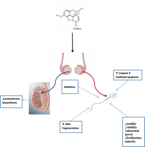 Figure 4. Proposed mechanism of the effect of codeine on sperm cell.