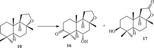 Scheme 6.  Metabolism of compound 10 by Cunninghamela elegans.