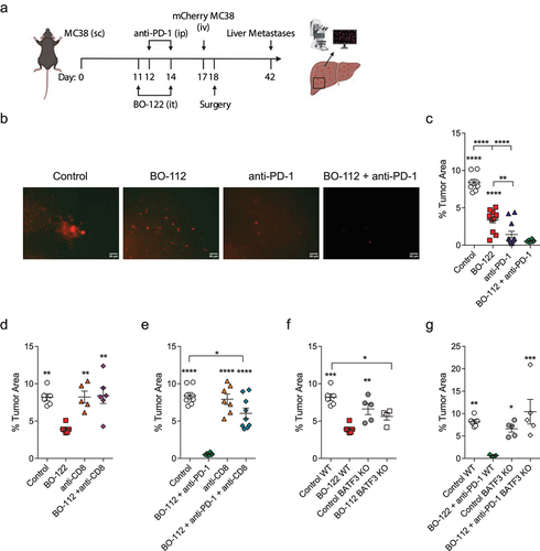 Figure 1. Anti-metastatic effects of intratumoral BO-112 + systemic anti-PD-1 mAbs in the MC38 colon cancer model.