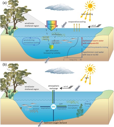 Figure 5. Conceptual model of processes influencing river waterhole (a) thermal stratification and (b) oxygen metabolism.