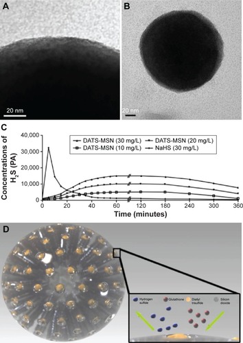 Figure 1 The characterization and inner workings of DATS-MSN.Notes: TEM of the porous structure (A) and the diameter (B) of DATS-MSNs; controlled release of hydrogen sulfide from DATS-MSNs at concentrations of 10 mg/L, 20 mg/L, and 30 mg/L in the UW solution supplemented with 2 mM GSH (C); and a schematic diagram of the controlled release mechanism of H2S from DATS-MSN (D).Abbreviations: DATS-MSNs, diallyl trisulfide-loaded mesoporous silica nanoparticles; GSH, glutathione; TEM, transmission electron microscopy; UW, University of Wisconsin; PA, pico-ampere.
