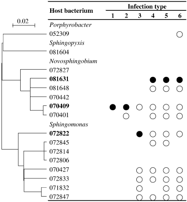 Figure 2  Host range patterns of the phages isolated in the present study. Bacterium from which the phage was isolated (•) and bacterium that the phage can infect (○). The phylogenetic relationships among the hosts are shown on the left-hand side. The scale bar represents the number of nucleotide substitutions per residue.