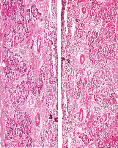 Figure 3.  Light photomicrograph of the nasal mucosa, untreated mucosa (a) and tramadol HCl-loaded microspheres-treated mucosa (b).