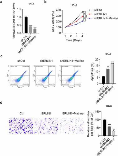 Figure 5. Erlin1 knockdown enhanced anti-tumor effects of matrine in CRC cells.