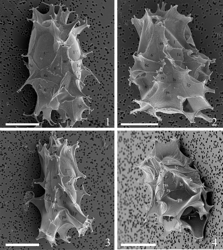 Plate 8. 1–4. Scanning electron micrographs of ventral views of four different specimens of Spiniferites elongatus from the Barents Sea with significant variation in the elevation of sutural crests, all showing the same displacement of one cingular width and configuration of sulcal plates. 1p = posterior intercalary plate, as = anterior sulcal plate, ls = left sulcal plate, ps = posterior sulcal plate, ras = right accessory plate, rs = right sulcal plate. Scale bars = 10 µm.