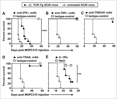 Figure 2. Both IFN-γ and IL-1 are required for myeloma elimination by tumor-specific Th1 cells. Idiotype-specific TCR-Tg SCID (n = 6−10 mice per group) or SCID mice (n = 4−6) were injected s.c. with MOPC315 myeloma cells in PBS. Tumor growth was recorded over time. Mice with a tumor diameter ≥10 mm were euthanized. (A–D) TCR-Tg SCID mice were treated i.p. with blocking mAb against (A) IFN-γ, (B) TNFα, (C) TWEAK, or (D) TRAIL or with isotype-matched control mAb. (E) TCR-Tg SCID mice were implanted s.c. with osmotic pumps releasing IL-1Ra or vehicle (NaCl).