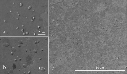 Figure 5. SEM images for the surface areas of the implanted polycrystalline tungsten.