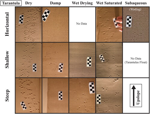 Figure 6. Examples of experimental traces made by two Chilean rose tarantulas. The pictures are representative, but not necessarily comprehensive, in terms of the variability in morphology in each condition (water content + slope angle). Upslope is towards the top of the photos in the shallow and steep slope rows (not applicable to the first row which is flat without slope). Larger, annotated photographs of all the trackways analyzed in this study are available online via FigShare (Clendenon & Brand, Citation2024).
