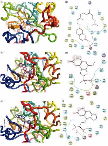 Figure 4. 3D representation of the putative binding mode obtained by docking experiments. (a,b) CA -XII-15 (c,d) CA -XII-11, (e,f) CA -XII-9 and the relative 2D representation of the complexes stabilising interactions with the binding site residues represented with different colour depending on their chemical-physical properties: green, hydrophobic; cyan, polar; violet, positive; red, negative charged residues; grey, metal atoms. Instead, magenta arrows indicate the formation of hydrogen bond between protein and ligand, while grey lines indicate the interaction with the complexed ion.