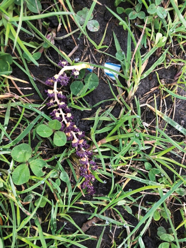 Figure 4. The black poplar’s red male catkins.