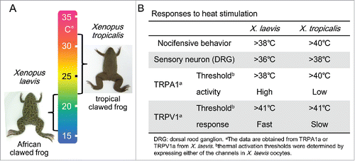 Figure 3. (A) Species differences in heat responses between X. laevis and X. tropicalis. Optimal temperatures are indicated beside the images of the two Xenopus species. (B) Species differences in heat responses between the two species of clawed frogs are summarized.
