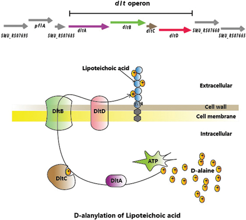 Figure 1. Graphical schema of the S. mutans dlt operon. Diagram of the D-alanylation of LTA.