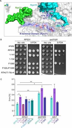 Figure 6. Rps31 and Rps15 are functionally linked and ensure translational fidelity. (A) The Rps15 C-terminal tail is in close proximity to the Rps31 N-terminal tail in mature 40S subunits (PDB 4V88 [Citation37]). (B) Genetic interaction between RPS15 and RPS31. A Δrps15 rps31ΔN [URA3-RPS15] shuffle strain carrying the indicated wild-type and mutant alleles was spotted onto SDC-leu-ura plates (-leu -ura) and 5-FOA containing plates. The rps15-1-134 rps31ΔN, the rps15-F102L/F138S rps31ΔN and rps15-RTH(77–79)>A rps31ΔN mutants were inviable on 5-FOA, indicating synthetic lethality. (C) Measurement of misincorporation frequencies in the indicated mutants. Strains were transformed with URA3-plasmids pDB688 and pDB868 to measure misreading (Arg245(GGC) to His245(CAC)). Transformants were grown in liquid SDC-ura medium to mid-log phase at 30°C and then Renilla and firefly luciferase activity was measured. Assays were done in quadruplicate, and the data were expressed as the mean ± the standard deviation. The percentage of misreading was expressed as the firefly (H245R)/Renilla luciferase activity divided by the firefly (wild-type)/Renilla luciferase activity multiplied by 100. Significance levels were determined by Student’s t-test (*, p < 0.05).