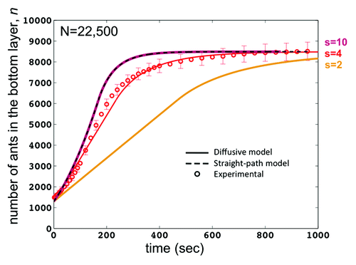 Figure 4. Time course for the number n of ants on the raft bottom for a raft N = 10,000 ants. Solid lines are the diffusive model for various values of ant step size s. The plot for s = 10 is consistent with the straight-path (dashed line) model since an ant won’t change direction before reaching an edge. The value s = 2 shows longer construction times for the raft since the ants must make many direction changes before reaching an edge. The value s = 4, found experimentally, yields model results that are consistent with our experimental findings and are also clearly a better fit than the straight-path only model.