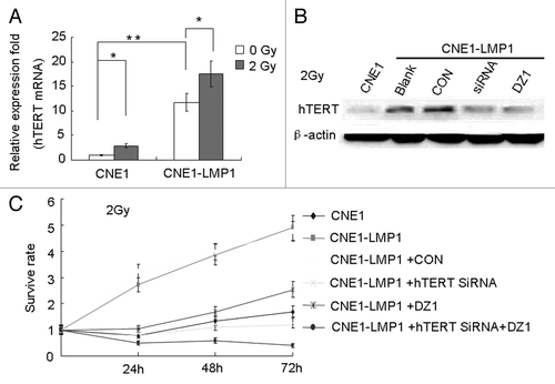 Figure 6. Inhibition of LMP1 and hTERT decreases the survival of LMP1-positive NPC cells. (A) Cells were irradiated at 2 Gy and after 4 h, the mRNA expression of hTERT was analyzed using quantitative real time RT-PCR. (B) Cells were seeded at 4 × 104 cells/ml and treated with the 2 µM Dz1, control oligo (CON), or hTERT-targeted siRNA for 20 h, and irradiated at 2 Gy. After 4 h, the protein expression levels of LMP1 and hTERT were analyzed by western blots. (C) CNE1-LMP1 cells were transfected with hTERT-targeted siRNA or Dz1. After 20 h, the cells were irradiated at 2 Gy and then incubated for 24, 48, and 72 h before cell survival was quantified by MTS. Values are the means ± SD of 3 replicates, *P < 0.05, **P < 0.01 compared with the control.