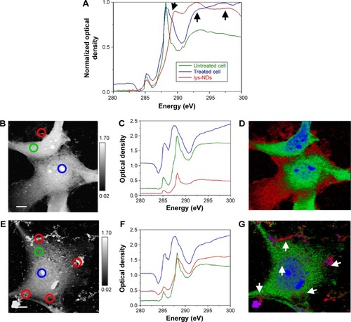 Figure 3 SXTM images and spectra for lys-NDs internalization.Notes: (A) Comparison of intracellular protein spectra of lys-ND-treated cells (blue) and untreated cells (green) with the reference spectrum of lys-NDs (red). The arrows indicate the ND-derived features in the treated cells in comparison with the reference lys-ND spectrum. STXM image of (B) untreated cells and (E) lys-ND treated cells taken as an average of stack images from 280 eV to 295 eV along with their absorption spectra (untreated cells [C] and lys-ND treated cells [F]). The colored circles represent the cellular regions of analysis, that are nucleus and near nucleus (blue), cytoplasm (green) and cellular periphery and surroundings (red). Images (D) and (G) indicate color composite maps of macromolecular and ND distribution in untreated and lys-ND-treated cells, respectively. White arrows indicate the localization of lys-NDs.Abbreviations: lys-NDs, lysine-functionalized NDs; NDs, nanodiamonds; STXM, scanning transmission X-ray microscopy.