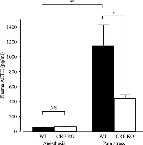 Figure 2.  Plasma ACTH concentrations of WT and CRF KO. The basal ACTH concentrations were determined under pentobarbital anesthesia (n = 6–7). ACTH concentrations under pain stress were determined after tail-pinched stress for 15 s (n = 7–8); NS, not significant; *P < 0.05 and **P < 0.01 (compared between the two values indicated). [Reproduced with permission from Fukuda et al. (Citation2004). Copyright © Elsevier.]