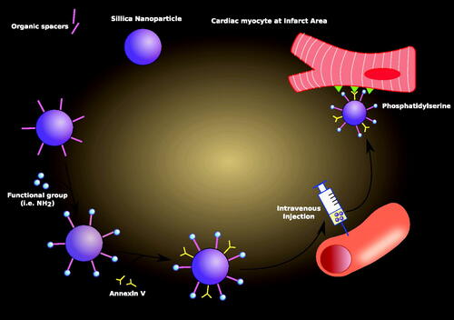 Figure 3. Nanoparticle drug delivery to ischemic cardiac myocyte. A nanoparticle specific for ischemic cardiac myocyte is prepared by following: addition of organic spacers, attachment of functional groups (e.g. NH2) to organic spacers, and binding of Annexin V on the surface of a nanoparticle. Then, this newly assembled nanoparticle is intravenously injected, and delivered to the infarct area. Here, Annexin V on the nanoparticle recognizes phopshatidylserine expressed on the surface of a cardiac myocyte and successfully delivers drug content into the cell.