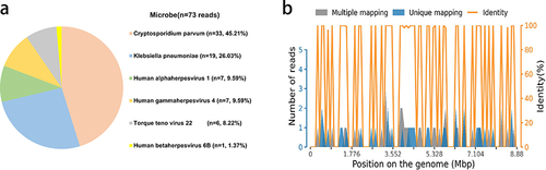 Figure 1 mNGS results of the patients. (a) A total of 33 specific reads of Cryptosporidium parvum were detected by mNGS in this case. (b) The coverage of Cryptosporidium parvum detected by mNGS was 0.0332%.