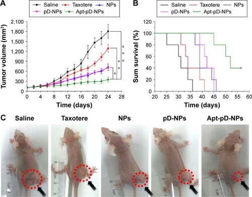 Figure 9 Antitumor efficacy of Taxotere®, DTX-loaded pD-NPs, and DTX-loaded Apt-pD-NPs on the SCID nude mice bearing HeLa xenograft (n=5).Notes: (A) Tumor growth curve after intravenous injection with saline, Taxotere, DTX-loaded pD-NPs, and DTX-loaded Apt-pD-NPs (Student’s t-test, *P<0.05, **P<0.01, ***P<0.001). (B) Kaplan–Meier survival log-rank analysis of the SCID nude mice bearing HeLa xenograft. The survival time of the animals that received DTX-loaded Apt-pD-NPs was significantly longer than that of those that received DTX-loaded NPs, DTX-loaded pD-NPs, Taxotere, and saline. (C) The status of health and the morphology of tumors in each group on day 24. The tumor site is indicated by a dotted circle.Abbreviations: DTX, docetaxel; pD, polydopamine; NPs, nanoparticles; Apt, aptamer; SCID, severe combined immunodeficient.