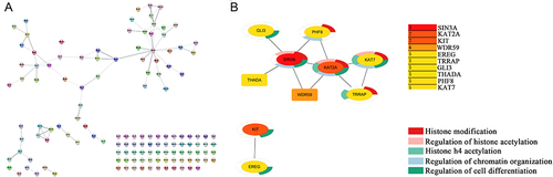 Figure 4 Construction of PPI network of DEGs, obtaining 10 hub genes, and enrichment analysis of hub genes. (A) The PPI network of the DEGs. The network contained 132 nodes and 79 edges. (B) Top 10 hub genes by degree and the enrichment analysis of hub genes.