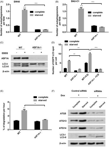 Figure 3. ASF1A is an essential factor that regulates autophagy in colon cancer cells. (A) In SW48 cells and (B) in SNU-C1 cells, effects of ASF1A silence on the number of autophagosome per field under complete or starved condition. (C) Effects of ASF1A on the expression of LC3-I and LC3-II under complete or starved condition. (D) Effects of ASF1A silence and chloroquine (CQ) on the number of enhanced green fluorescent protein (EGFP)-tagged LC3 under complete or starved condition. (E) Effects of WT and ASF1A silence on the degradation percentage. (F) SW48 cells harbouring doxycycline (Dox)-inducible siRNA targeting autophagy-associated gene (ATG) were transiently transfected with ASF1A-expressing plasmids under complete or starved condition. The results are shown as the mean + SD (n = 3). * p < .05, ** p < .01; *** p < .001.
