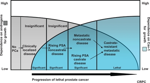 Figure 1 The clinical utility of Cav-1 as a biomarker reflects its biologic contribution to malignant progression. Prostate cancer disease states reflecting the development of lethal disease (x-axis) are depicted in relation to dependence on androgens (left y-axis: from high to low) for growth and increased dependence on Cav-1 for growth (right y-axis: from low to high).Citation29 Malignant progression is associated with reduced dependence on androgens (from high to low) and increased dependence on Cav-1 for growth (from low to high). Serum Cav-1 is a useful biomarker to distinguish clinically significant from insignificant localized disease. It is also anticipated that serum Cav-1 will be a clinically useful biomarker for other prostate cancer disease states. For example, Cav-1 levels may help identify which patients with PSA-only recurrent disease require aggressive therapy, and which patients with castrate-resistant disease respond to systemic therapy.Abbreviations: Cav-1, caveolin-1; PSA, prostate-specific antigen.