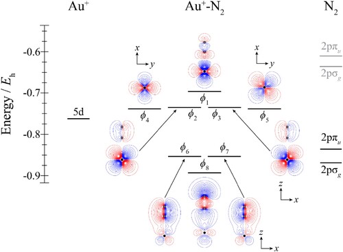 Figure 3. Molecular orbital diagram for Au+–N2. See text for details. The contours are the same for all molecular orbitals shown. For N2, the calculated orbital energies of the 2pσg and 2pπu orbitals in the absence of the coulombic field arising from the metal atom are indicated in grey, while the solid line indicates their energy in the presence of the field. The position of the gold nucleus is indicated by a black dot, and that of the nitrogen nuclei by grey dots. Orbitals lie in the yz plane unless indicated by the presence of axes, where these axes are located on the Au+. In the latter cases, one or more of the nitrogen atoms may not be visible.