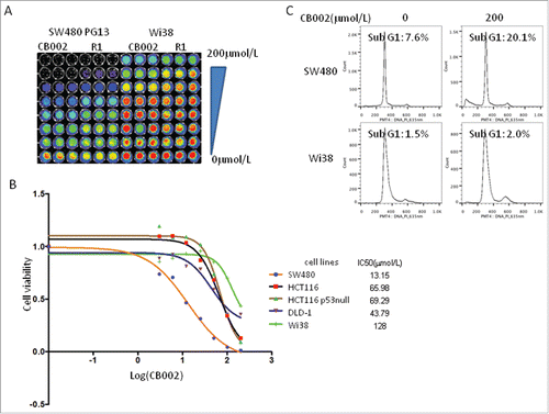 Figure 5. CB002 induces cell death in tumor cells with no significant effect on normal cells. A. Imaging of Cell Titer-Glo as a cell viability assay of SW480 and Wi38 cells treated with CB002 and R1 for 72 hours. B. IC50 of CB002 in cancer cells and normal fibroblast Wi38 cells based on the cell viability. The cells were treated with CB002 for 72 hours. C. Cell cycle profiles of SW480 and Wi38 cells treated with CB002 for 72 hours.