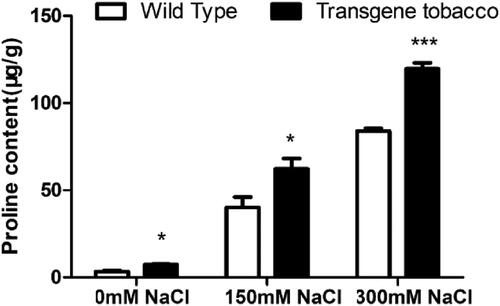 Figure 8. Proline content in T3 generation transgenic tobacco and wild-type tobacco at different salt concentrations.