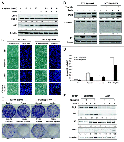 Figure 6. Andro blocks cisplatin-induced autophagy and sensitizes cell death in a p53-independent manner. (A) Andro increases cisplatin-induced LC3-II and p62 protein level. HeLa cells were pretreated with Andro (30 µM) for 30 min before exposed to various doses of cisplatin for 12 h. (B) Andro promotes cisplatin-induced apoptosis in HCT116 p53-WT and p53-KO cells. Cells were pretreated with Andro (30 µM) for 30 min followed by treatment of cisplatin (10 µg/ml) for 24 h and then cell lysates were collected for detection of cleavages of PARP and caspase 3. (C and D) Evaluation of cell death using Hoechst staining. HCT116 p53-WT and p53-KO cells were treated as described in (B), respectively. At the end of treatment, cell death was evaluated by morphological change which was visualized by Hoechst staining. Representative images were taken by a phase-contrast microscope (x200). (D) The numeric data were presented as the percentage of cells with evident nuclear condensation in 200 randomly selected cells. Data (mean ± SD) are representative of three independent experiments. (E) HCT116 p53-WT and p53-KO cells were treated as indicated for 12 h before reseeded in 6-well plates (5,000 cells/well) respectively. After two weeks, the survival colonies were stained by 0.5% crystal violet for 1 h and Representative images of HCT116 cells were photographed using digital camera. Data (mean ± SD) are representative of three independent experiments. (F) Andro failed to significantly sensitize cell death in Atg7-knockdown cells. After transfection with scramble or Atg7 siRNA oligos for 48 h, HCT116 p53-WT cells were treated as indicated for 24 h, and cell death was determined by western blot. In (A, B and F), the densities of LC3-II, p62 and the respective cleaved band of caspase 3 and PARP were quantified and the folds of increase were presented accordingly.