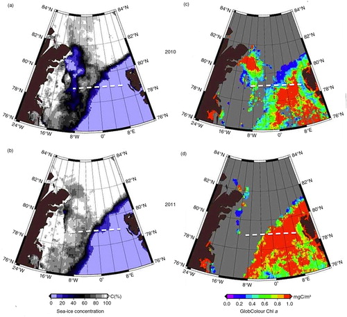 Fig. 4  (a, b) Sea-ice concentration and (c, d) chlorophyll concentration of satellite GlobColour chlorophyll a, which is the monthly mean data (from the Medium Resolution Imaging Spectrometer, Moderate Resolution Imaging Spectroradiometer and Sea-Viewing Wide Field-of-View Sensor) for July within the Fram Strait area (76° N–84° N, 25° W–15° E) for the year (a, c) 2010 and (b, d) 2011. Daily sea-ice concentration (SIC) maps were provided by the PHAROS group of the University of Bremen (Spreen et al. Citation2008). SIC data were retrieved from the Advanced Microwave Scanning Radiometer–Earth Observing System data with a spatial resolution of 6.25 km. Satellite chl a level-3 data were taken from the GlobColour archive (www.hermes.acri.fr); the colour scale is from 0 to 1.0 mg chl a m−3. (For data for all months in 2010 and 2011, see Supplementary Fig. S2.). The white dashed lines represent the transect.