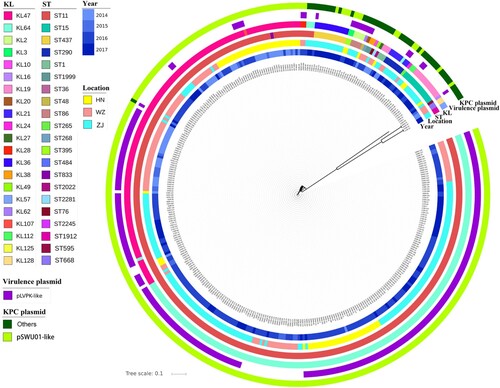 Figure 2. Genetic characteristics of CRKP strains. KL, serotypes; ST, ST types; Locations: ZJ (SAHZU), Second Affiliated Hospital of Zhejiang University; HN (HPPH), Henan Province People’s Hospital; WZ (WZTH), Wenzhou Tertiary Hospital. The blaKPC-2-bearing plasmid: IncFII – carriage of IncFII replicon; non-IncFII – without carriage of IncFII replicon.