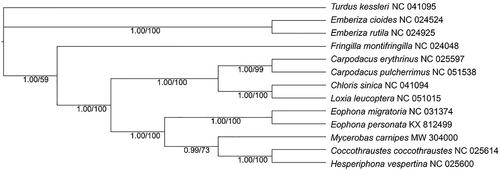 Figure 1. BI tree and ML tree of 12 species from Fringillidae with Turdus kessleri as an outgroup, were constructed based on the concatenated dataset of 13 mitochondrial PCGs. The numbers on the node label showed the posterior probabilities and bootstrap values.