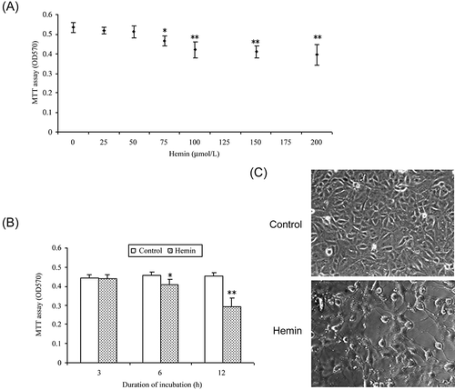 Figure 1. Hemin-induced cell death in HK-2 cells. (A) Cytotoxicity effects of different concentrations of hemin (6 h treatment) on HK-2 cells. (B) Time course of cytotoxic effect of 75 μmol/L hemin on HK-2 cells. Each value is expressed as mean ± SD. *p < 0.05, **p < 0.01 compared to vehicle-treated group. (C) Morphological changes of 75 μmol/L hemin treatment for 6 h in HK-2 cells observed with phase contrast microscope (bar = 25 μm).