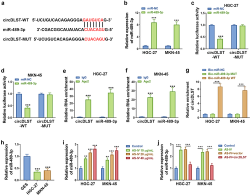 Figure 3. CircDLST served as a sponge for miR-489-3p. (a). The conjoint miRNAs of circDLST were predicted. (B) The miR-489-3p content in GC cells was detected by qRT-PCR. (c and d) The relationship between circDLST and miR-489-3p was assessed. (e and f) RIP assay was utilized to authenticate the link between circDLST and miR-489-3p. (g) RNA pull-down assay was adopted to confirm the link between circDLST and miR-489-3p. (h-j) The content of miR-489-3p in GC cells was uncovered by qRT-PCR. **P < 0.01, ***P < 0.001.