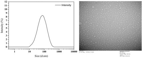 Figure 1. Size distribution of TPT-CLN (A) by DLS; TEM micrograph of TPT-CLN (B), the scale bar is 500 nm.