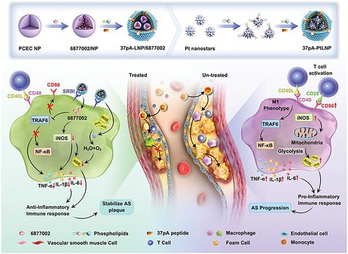Figure 9 Schematic illustration of the combinational regulation of plaque microenvironment by plaque macrophage-targeted nanosystems: 37pALNP/6877002 and 37pA-PtLNP. During atherosclerosis (AS) therapy, 37pA-PtLNP effectively scavenges intracellular reactive oxygen species (ROS) in inflammatory macrophages within the plaque. On the other hand, 37pA-LNP/6877002 inhibits the activities of TRAF6, leading to a modest decrease in the proportion of the proinflammatory macrophage phenotype (reducing the expression of CD86 and iNOS). More importantly, the combination of 37pA-PtLNP and 37pA-LNP/6877002 regulates the atherosclerotic plaque microenvironment and achieves satisfactory stabilization of plaques with minimal progression. Reprinted from Yang Q, Jiang H, Wang Y et al. Plaque Macrophage-Targeting Nanosystems with Cooperative Co-Regulation of ROS and TRAF6 for Stabilization of Atherosclerotic Plaques. Adv. Funct. Mater. 2018;33: 2,301,053. © 2023 Wiley-VCH GmbH.Citation201