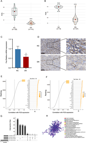 Figure 3 Validation of FOS expression in DN mouse model and identification of potential mechanism. (A) Expression level of FOS in GSE96804. (B) Expression level of FOS in GSE142025. (C) mRNA expression level of Fos in DN mouse model. (D) Immumohistochemical staining of c-Fos in DN mouse model. (E) Identification of co-expression genes with FOS in GSE96804. (F) Identification of co-expression genes with FOS in GSE142025. (G) The upset plot presenting common negative and positive co-expression genes in GSE96804 and GSE142025. (H) Functional enrichment analysis of co-expression genes. NC, normal control. DN, diabetic nephropathy. *p<0.05 vs NC group. ***p<0.001 vs NC group.