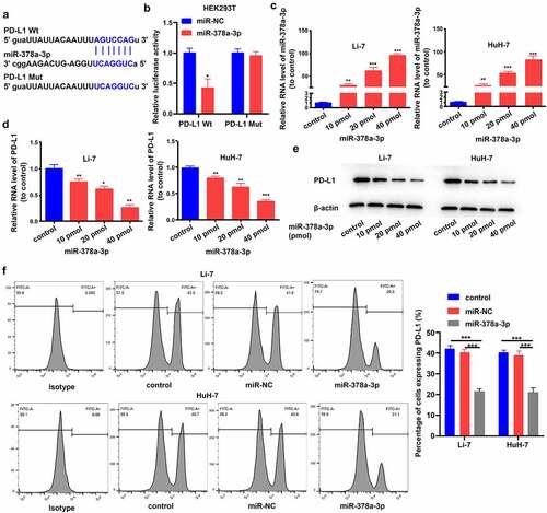 Figure 2. PD-L1 solved as the direct target of miR-378a-3p. (A) Schematic miR-378a-3p putative target sites in 3’UTRs of PD-L1. (B) Dual luciferase reporter assays. (C) The expression level of miR-378a-3p was evaluated using qRT-PCR in HCC cells after transfection. (D) qRT-PCR, (E) Western blot, and (F) flow cytometry were used to evaluate the expression level of PD-L1 after transfection. Data were shown as mean ± SD from three independent experiments. *P < 0.05, **P < 0.01, and ***P < 0.001.