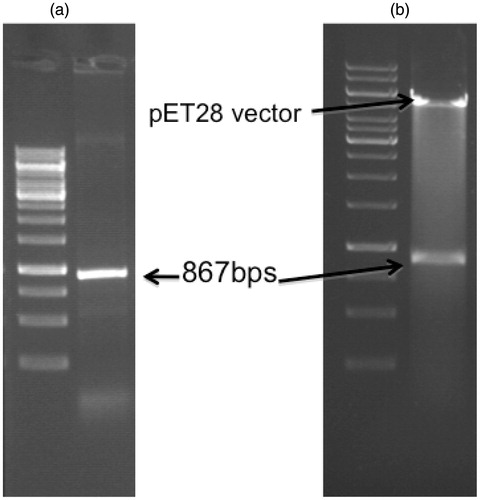 Figure 3. Agarose gel electrophoresis of the LdPTR1 gene product. (a) The figure shows the 867 bps amplified LdPTR1 product from the genomic DNA along with DNA ladder. (b) Restriction digestion of the positive clone plasmid showing the free insert (867 bps) and the plasmid (5.5 kb) with DNA ladder.