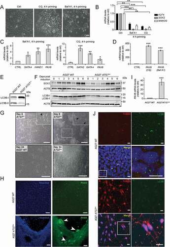 Figure 3. Inhibition of autophagy facilitates exit from pluripotency and drives hiPSC cells toward neuroectoderm. (A) AG27 iPSCs were treated or not with the autophagy inhibitors bafilomycin A1 (BafA1) or chloroquine (CQ) for 4 h before replacing with E8 medium. Representative images of the cell morphology at the 24 h time point are shown (n = 3). Scale bar: 50 µm. (B) AG27 iPSCs were treated as in (A) and processed for RTqPCR analysis at 24 h using TaqMan probes for major pluripotency genes (KLF4, SOX2, NANOG). Untreated iPSCs served as control. The graph shows the average of three independent experiments (n = 3). Error bars represent SD. **P < 0.01, ***P < 0.001. (C) AG27 iPSCs were treated as in (A) and processed for RTqPCR analysis at 24 h using an array card (Fig. S3A) to analyze the transcript levels of genes of various germ layers. The most significant changes in transcript levels are shown and graphs represent an average of three independent experiments (n = 3). Error bars represent SD. *P < 0.05, **P < 0.01, ***P < 0.001. (D) AG27 iPSCs were treated or not with BafA1 or CQ for 24 h and then processed for RTqPCR analysis using an array card (Fig. S3A) to analyze the transcript levels of genes of various germ layers. The graph shows PAX6 expression levels and represents an average of three independent experiments (n = 3). Error bars represent SD. ***P < 0.001. (E) AG27 iPSCs cells were electroporated with guide RNA for ATG7 (Table 1). The tracr-RNA was fluorescently labeled with ATTO dye. Clones were screened using restriction fragment length polymorphism (RFLP). Cell lysates from wild type (WT) and ATG7± hiPSC clones were analyzed by immunoblotting against LC3B to confirm the effect of ATG7 depletion on LC3B lipidation (LC3B-I to LC3B-II conversion) (n = 3). (F) Cells from wild type (WT) and ATG7± hiPSC were differentiated into neuroectoderm using SMAD inhibitors. Lysate was collected daily until day 6 and processed for Western blotting (n = 3). ACTB was used as a loading control. (G) WT and ATG7+/ -AG27 cells were grown as single cells in a 90 mm dish in E8 medium and observed for morphological changes over 30 days post-seeding. Medium was changed every day. Representative images of three independent experiments, taken at different time-points post-seeding are shown. Scale bar: 50 µm. (H) AG27 WT (upper panels) and ATG7± cells (lower panels) were seeded and stained with PAX6 antibodies 3 days after seeding. Nuclei were stained with Hoechst. Images are representative of three independent experiments. Scale bar: 100 µm. (I) RNA was isolated from WT and ATG7±hiPSCs cells grown in cultures for 2 weeks and then analyzed by RTqPCR (TaqMan assay) against PAX6. The graph is a representative of three independent experiments (n = 3). Error bars represent SD. ***P < 0.001. (J) AG27 WT (upper four panels) or ATG7± cells (lower four panels) were grown in cultures for 2 weeks, then fixed and stained with antibodies against TUBB3 and LC3B and analyzed by confocal microscopy. Nuclei were stained with DAPI. Images are representative of three independent experiments. Scale bar: 50 µm.