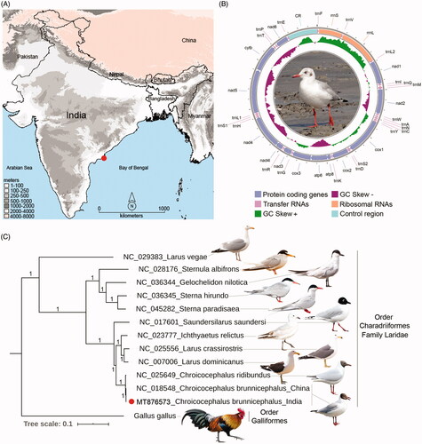 Figure 1. (A) Map showing the collection locality of C. brunnicephalus from the southern coast of India. (B) The spherical representation of mitochondrial genome of C. brunnicephalus. Direction of gene transcription is indicated by arrows. PCGs are shown as blue arrows, rRNA genes as coral arrows, tRNA genes as orchid arrows, and non-coding control region as mint rectangle. The GC-skew is plotted using green and violet color sliding window as the deviation from the average in the complete mitogenome. The species photograph was taken by the third author (G.M.) (C) The BA phylogeny based on the concatenated nucleotide sequences of 13 PCGs showing the evolutionary relationship of the studied taxa with other Laridae species. The posterior probability support values were superimposed with each node. The figure was edited with the representative species photograph acquired from the internet using Adobe Photoshop CS version 8.0.